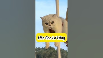 🙀 Kiểm Tra IQ Của Thú Cưng🧠 #Mèoúớ #thúcưng #vậtnuôi #chómèohàihước #shorts