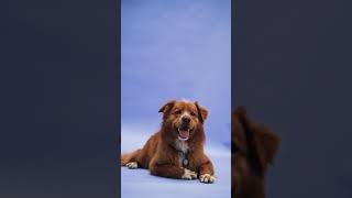 Beautiful And Cute Dog - Copyright Free Video Beautiful And Cute Dog - Copyright Free Video