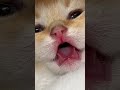 Cute kitty 😺🐾 #catvideos #cat #catshorts #cute #kitten #catlover #kitty