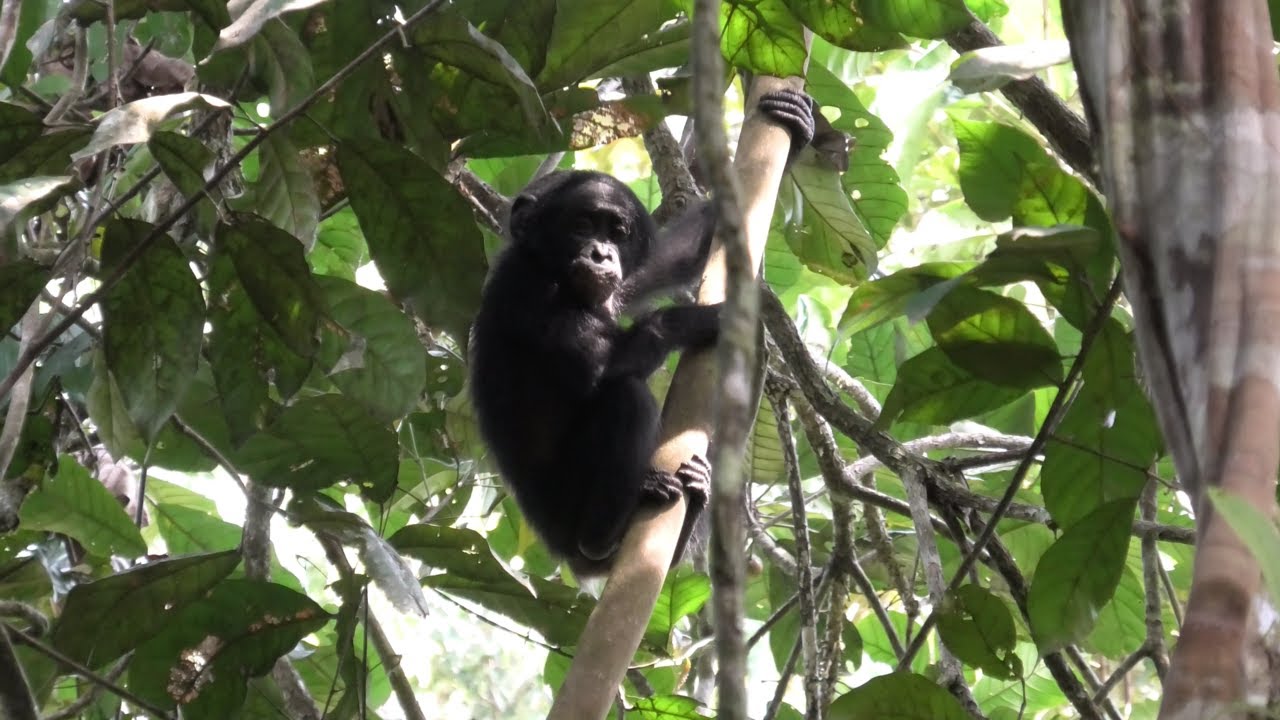 Social Playing in Wild Infant Bonobo!