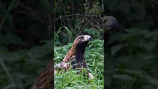 Stealth Mode  Golden Eagle eagle birds raptor shorts wildlife nature