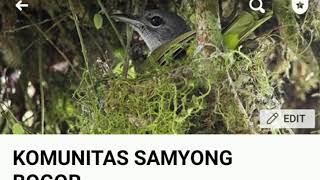 Samyong Betina