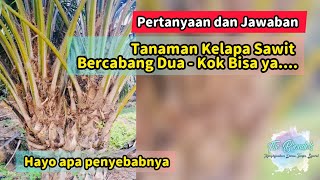 Download Lagu Tanaman Kelapa Sawit Bercabang Dua - Kok Bisa ya.... MP3