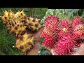 topical fruit tree nursery// exotic fruit nursery update