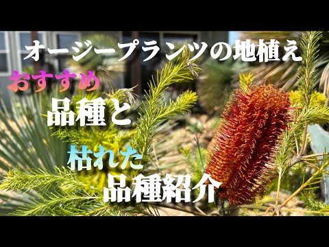 节水ガーデンを作るなら知っておきたい！耐旱性低木の選び方と育て方