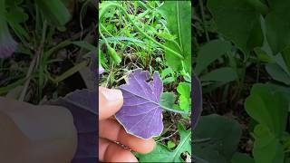 It's Not a Weed, It's a Hidden Treasure! 😲 | The Mystery of Emilia Sonchifolia #EmiliaSonchifolia