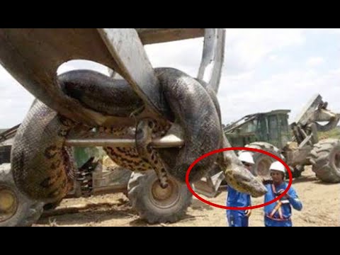 5 BIGGEST Snakes Ever Found!
