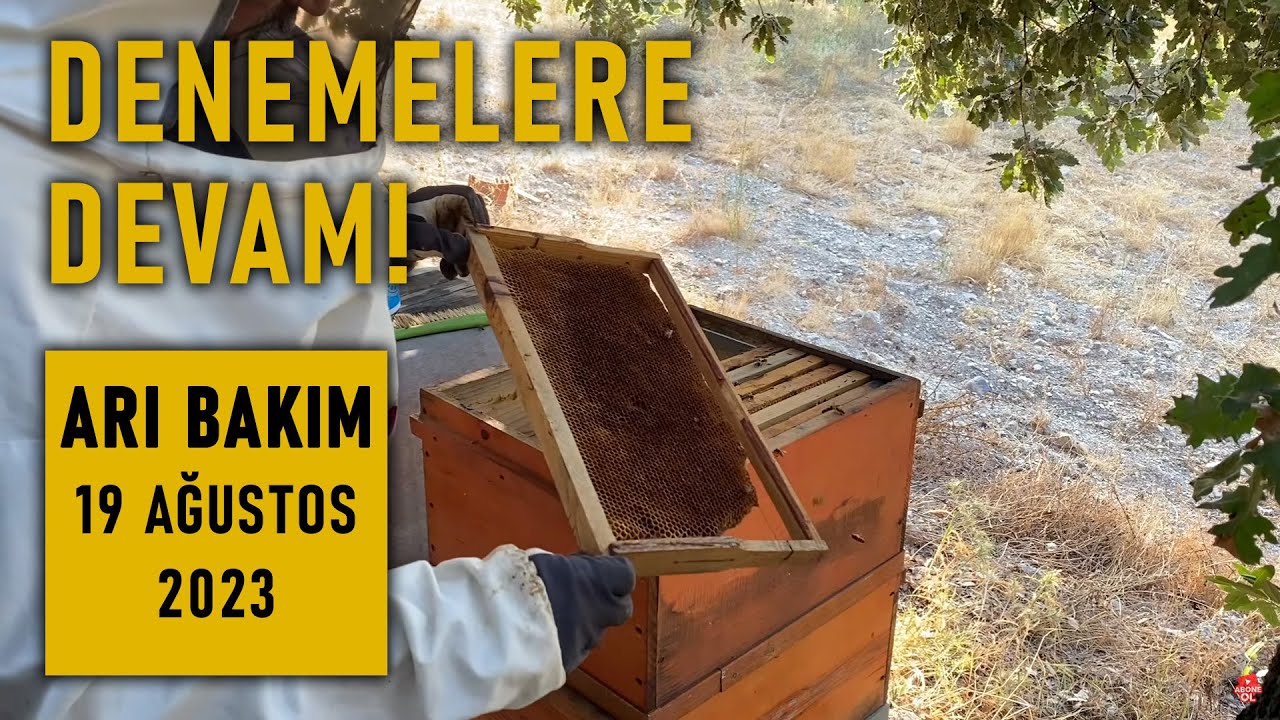 ARI BAKIM 19 Ağustos 2023 (Havalar sıcak giderken denemelere devam)