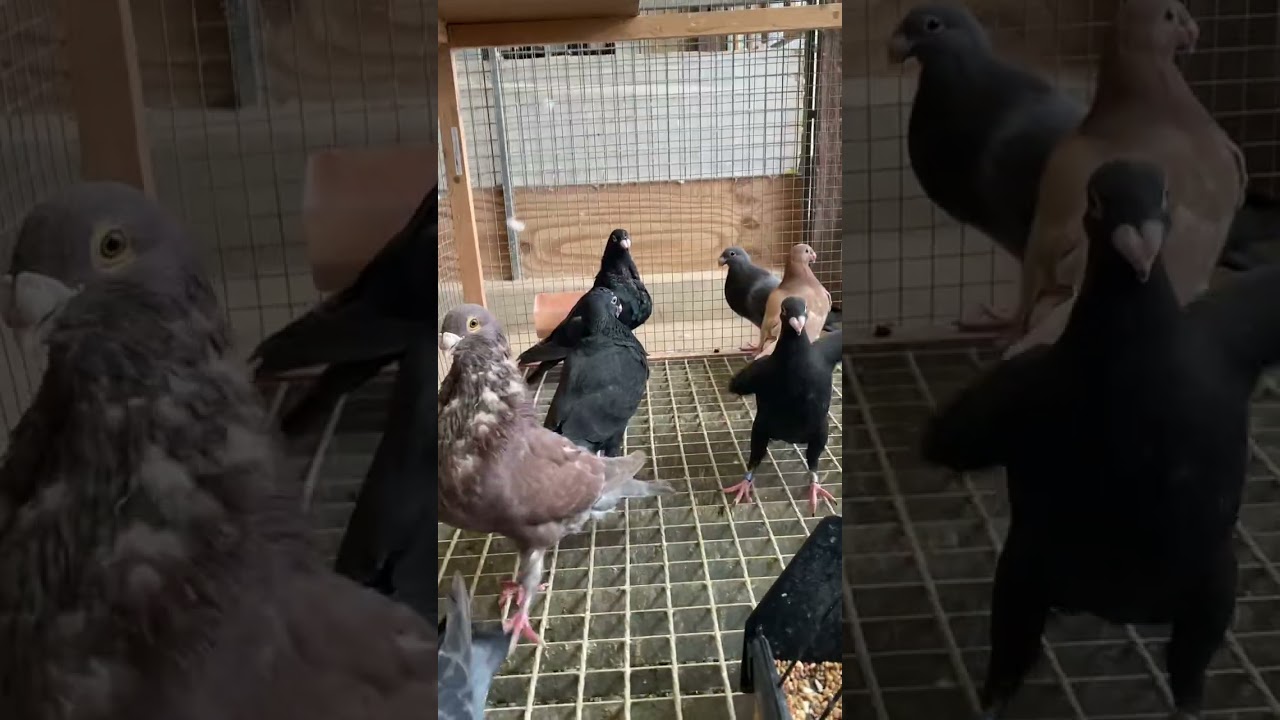 Bodega provisional 2025,Buchon Laudino sevillano 