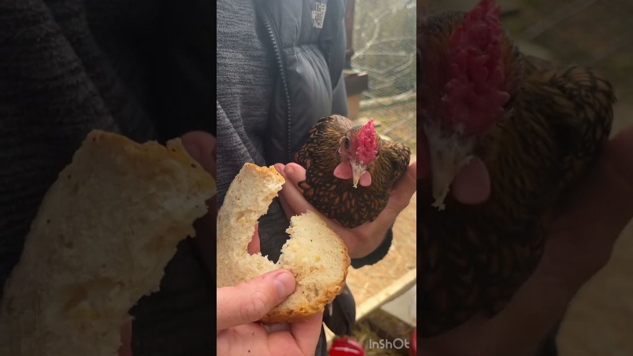 Tame Seabright cockerel 