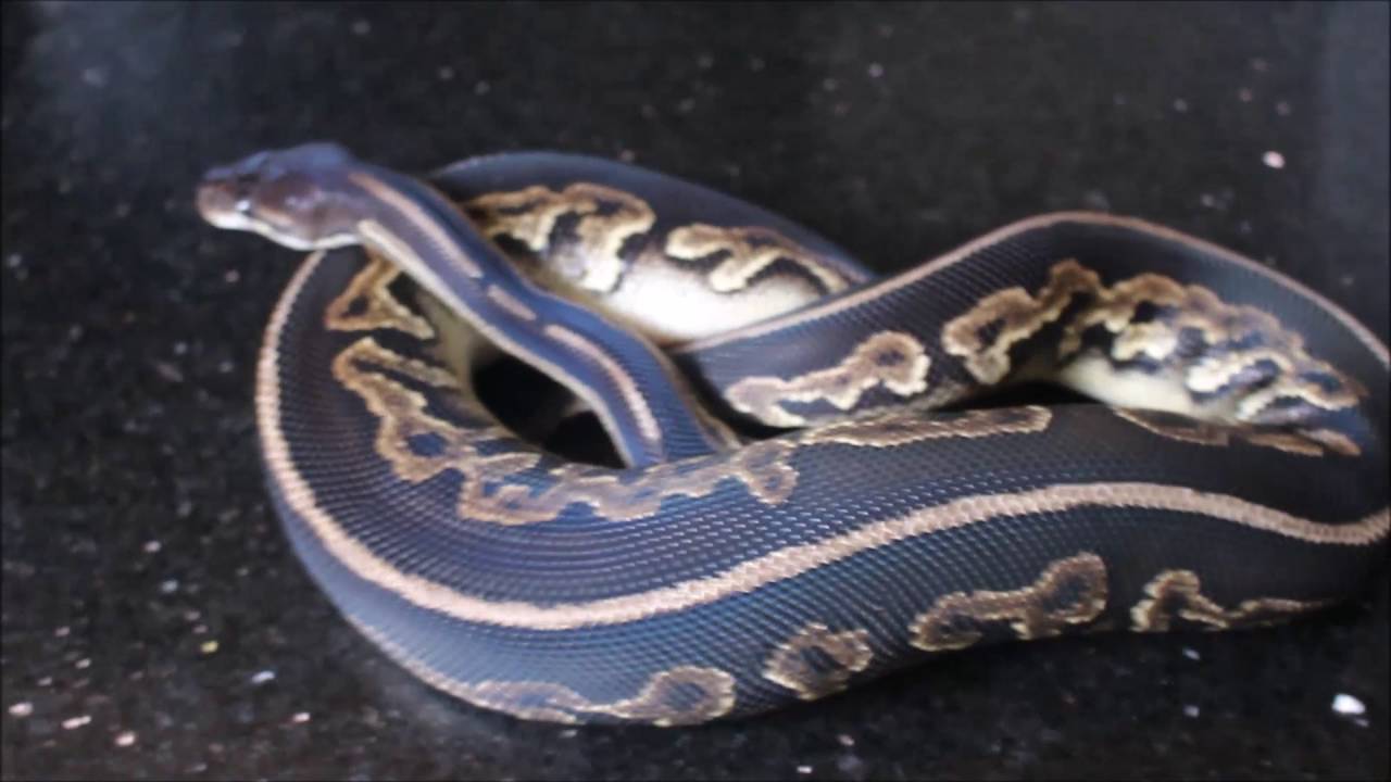 pikachu pokemon Unboxing New Snakes!