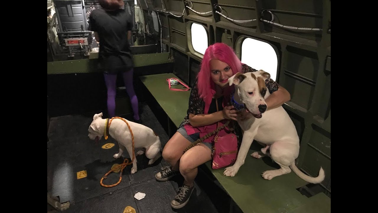 VISITING A MUSEUM WITH BULLY DOGS! + Light-up Collars & Car Breakdown! (Socializing Rescue Dogs)