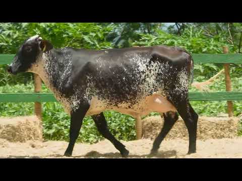 LOTE 20   FAZENDAS REUNIDAS FGS   2581CA