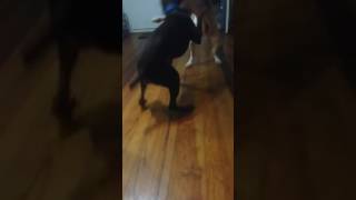 Doberman & American Bulldog