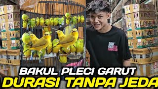AKHIRNYA KETEMU ! GUDANGNYA PLECI GARUT DURASI & WIKPLONG DIKIOS PASAR BURUNG PRAMUKA