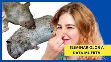 ¿Cuánto tiempo después de morir una rata empieza a oler?