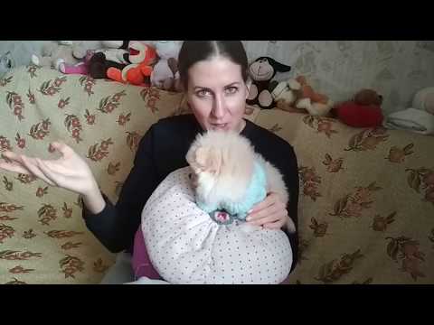 Видео: Как помочь предотвратить «несчастные случаи» во время приучения щенка к горшку
