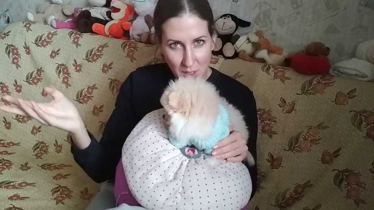 Приучить щенка к туалету.Тяжелые случаи. - YouTube