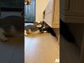 The cat tries to stop the ferret from bullying the duckling. #cat