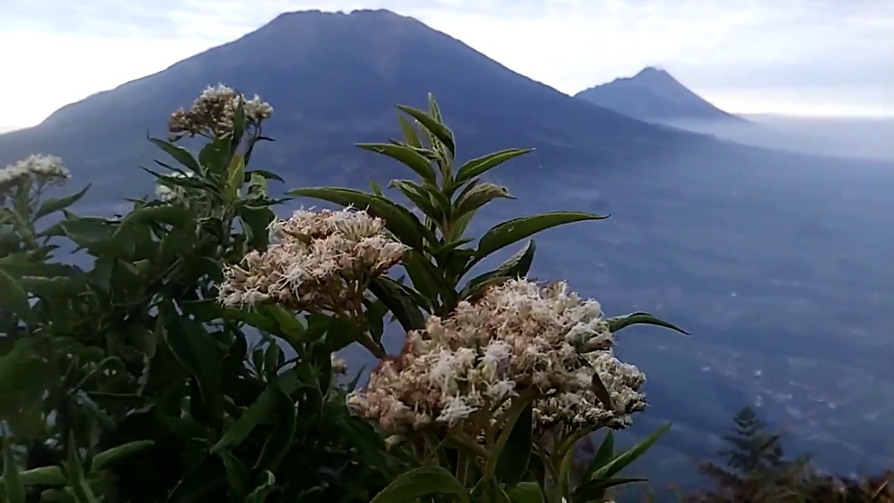 Cantiknya Bunga Edelweis Di Gunung Andong Cocok Untuk Video
