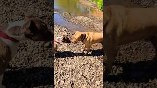 Charlie and Rocco 🐶❤️🐶 #cutedog #cutedogs #animals