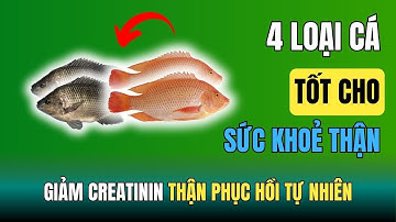 Thận yếu, Creatinine cao? 4 Loại Cá Ăn An Toàn và 4 Loại Cá Không Nên Chạm Vào