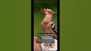 Surah Naml, 20,21 سورة نمل