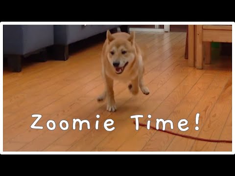 Video Shiba Inu Zoomies - youtube