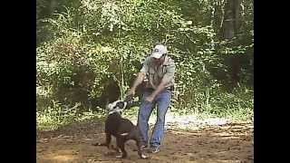 American Bulldog Female Mona Lisa