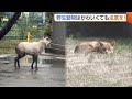 新潟・柏崎市の銀行に“カモシカ”！？県庁では“キツネ”がお昼寝　出没相次ぐ野生動物に注意を「かわいくても近づかない」 (26/04/28 18:38)