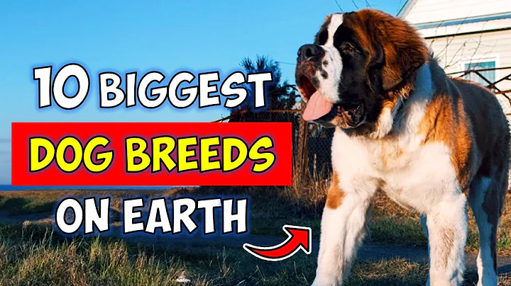 Top 10 Biggest Dog Breeds in the World