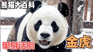 熊猫大百科，每天认识一只大熊猫，单身话痨 金虎#panda #熊猫 #百科 #萌宠