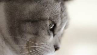 猫のアミノ酸:バイオ美容液プリモエッセンス