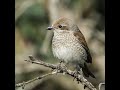 Stöber Naturfilm - Der Neuntöter (Lanius collurio)