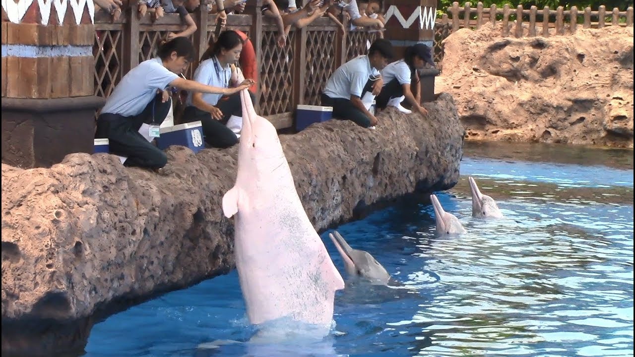 Indo-Pacific Humpback Dolphin Training Session at Chimelong Ocean Kingdom 8/22/17