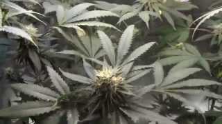 The Grow 420 Diaries - S2: E5 Day 41 Of Flower CFL GROW (Jillybean x Unknown Strain)