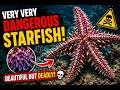 100 Million Eggs?! This Starfish is INSANE #wildlife
