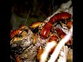 Cockroach Infestation Treatment Sydney | Professional Cockroach Control Service