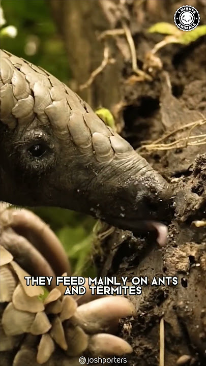Pangolin 🦔 The Most Trafficked Mammal