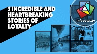 The Loyalty Of Dogs Told Through 5 Incredible And Heartbreaking Stories