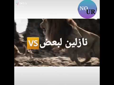 اسد و ضبع وديب نازلين لبعض في جوله