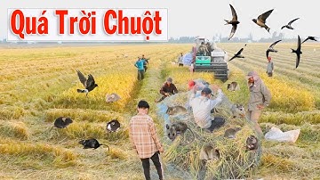 Xem Dân Miền Tây Theo Máy Cắt Dí Cù Bắt Chuột catch the mouse#thanhhaumaycat