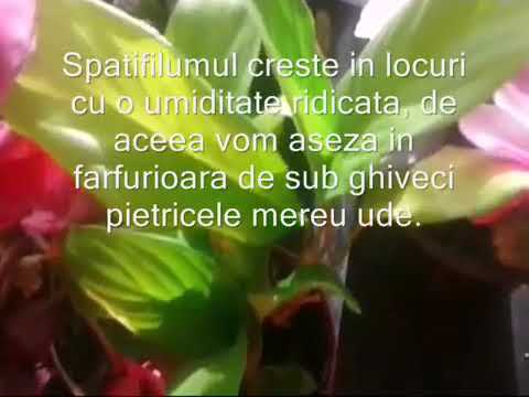 Vídeo: Pàtria De La Planta Spathiphyllum: De Quin País Prové L'espathiphyllum De La Flor Interior? La Història De L'origen De La 