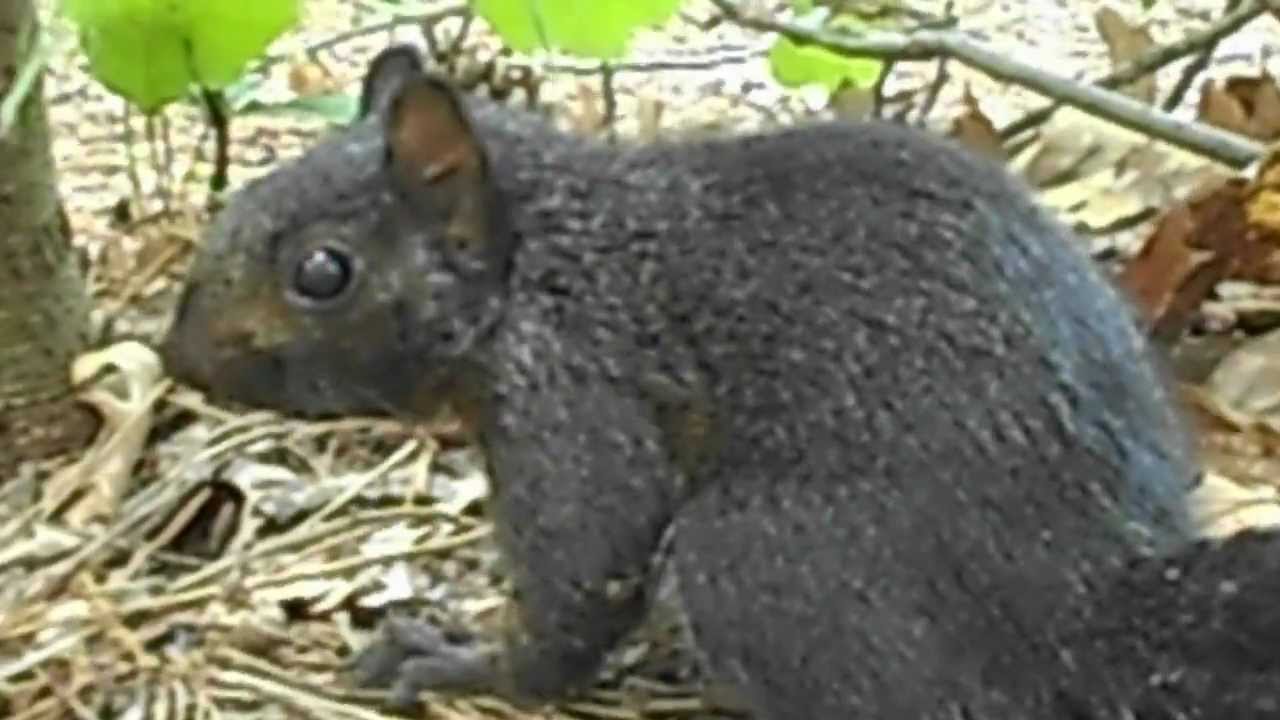 Baby Black Squirrel YouTube
