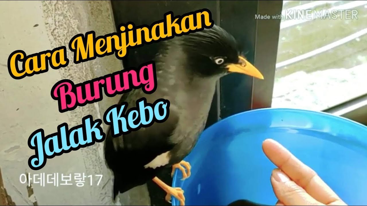 Jalak/menjinakkan Jalak Kebo