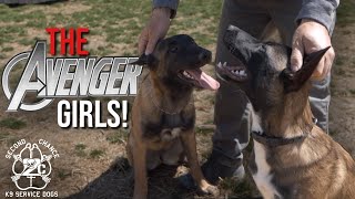 Meet the RESCUES! by Second Chance K9 Service Dogs 240 views 2 years ago 5 minutes, 26 seconds