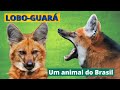 LOBO-GUARÁ - UM DOS ANIMAIS SÍMBOLO DO BRASIL! ELE É O MAIOR CANÍDEO DA AMÉRICA DO SUL.