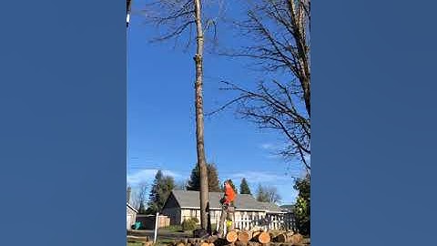Tree climbing with spikes time lapse and slow Mo