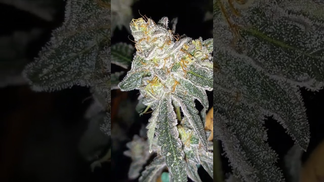 Biscotti gushers  ending week 7 pretty colors /exotic alerts/RCC