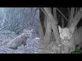 Baby Mountain Lions Cavort on Camera in Southern California
